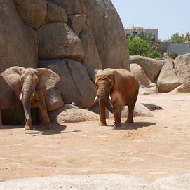 Bioparc Valencia