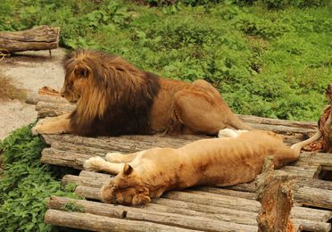 Barcelona-Zoo3.jpg