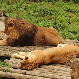 Barcelona-Zoo3.jpg