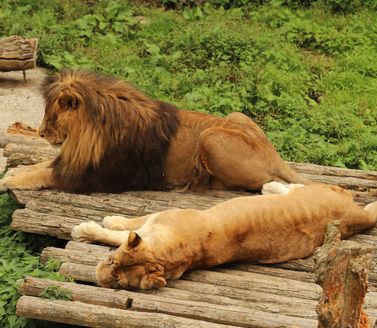 Barcelona-Zoo3.jpg